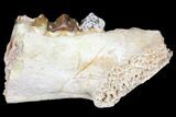 Oreodont (Merycoidodon) Jaw Section - South Dakota #128119-1